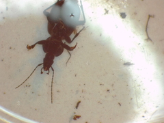 Sphaeroderus stenostomus lecontei