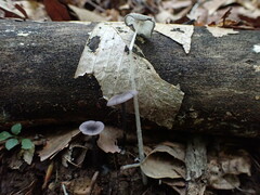 Entoloma violaceum