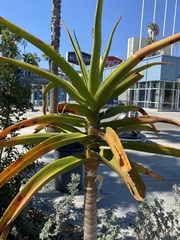 Aloidendron barberae