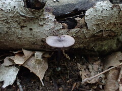 Entoloma violaceum