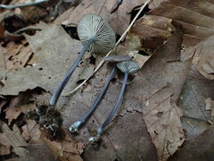 Entoloma violaceum