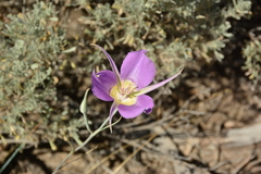 Calochortus macrocarpus