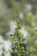 Cliffortia ruscifolia