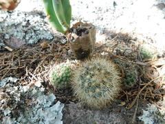Mammillaria densispina