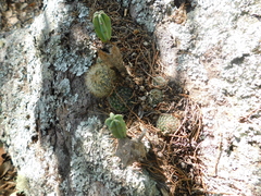 Myrtillocactus geometrizans