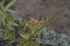 Comandra umbellata pallida