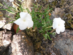 Mandevilla hypoleuca