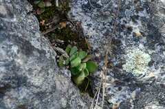 Crassula nudicaulis