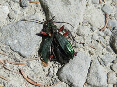 Carabus auronitens