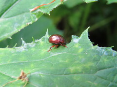 Chrysolina staphylaea
