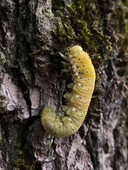 Cimbicidae