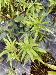 Proserpinaca palustris