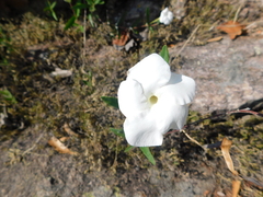 Mandevilla hypoleuca