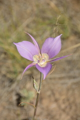 Calochortus macrocarpus