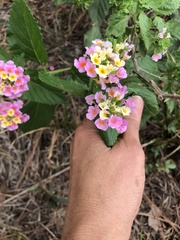 Lantana × strigocamara