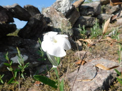 Mandevilla hypoleuca