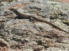 Aspidoscelis gularis