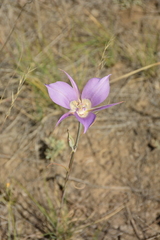 Calochortus macrocarpus