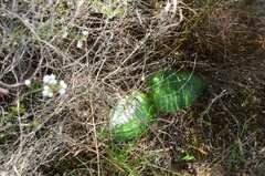 Haemanthus sanguineus