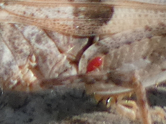 Erythraeidae