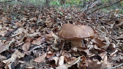 Boletus reticulatus