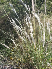 Digitaria californica