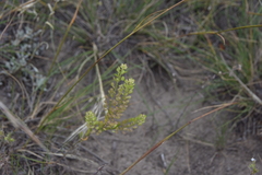 Lepidium densiflorum
