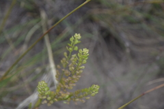 Lepidium densiflorum