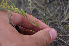 Lepidium densiflorum