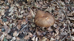Boletus reticulatus