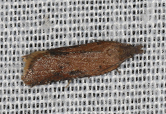 Constrictana constrictana