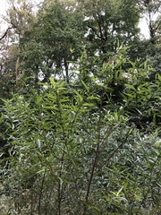 Salix nigra