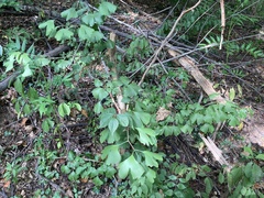 Ginkgo biloba