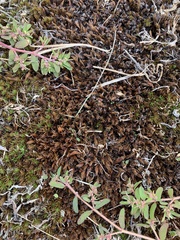 Polytrichum piliferum