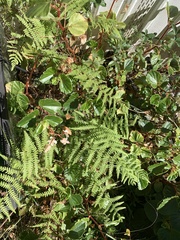 Thelypteris palustris