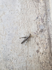 Acantherus piperatus