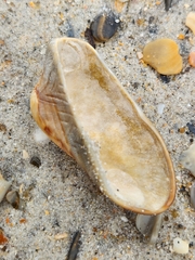 Lamarcka imbricata