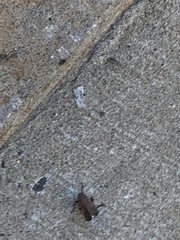 Lycorma delicatula