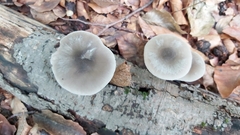 Pluteus salicinus