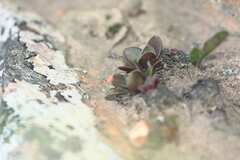 Crassula nudicaulis