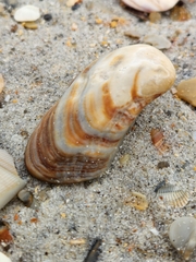 Lamarcka imbricata