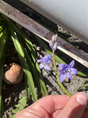 Hyacinthoides