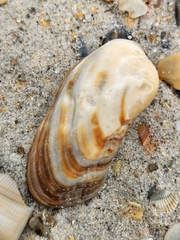 Lamarcka imbricata