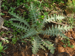 Cirsium ehrenbergii