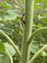 Therion circumflexum
