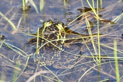 Lithobates septentrionalis