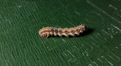 Helicoverpa armigera