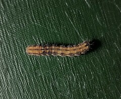 Helicoverpa armigera