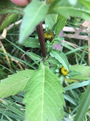 Bidens tripartita