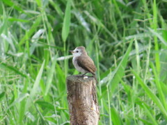 Arundinicola leucocephala